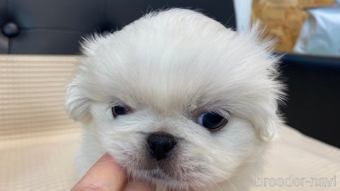 成約済の兵庫県のペキニーズ-327012の8枚目